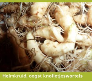 Helmkruid, oogst knolletjeswortels