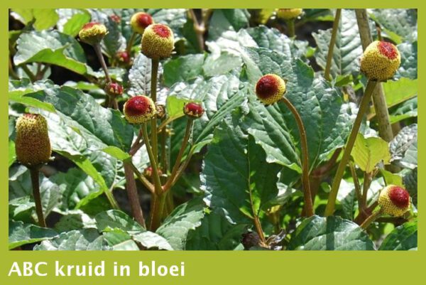 Spilanthes / ABC kruid  tinctuur - Afbeelding 2
