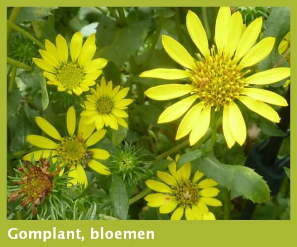 Gomplant-grindelia  tinctuur - Afbeelding 3