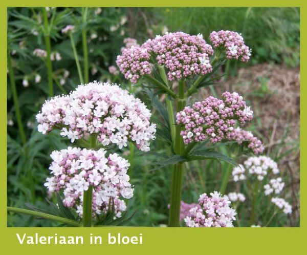 Valeriaan in bloei