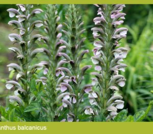 Acanthus zaden