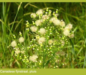 Canadese fijnstraal zaden