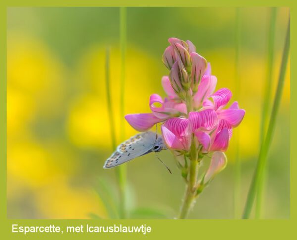 Esparcette zaden - Afbeelding 2