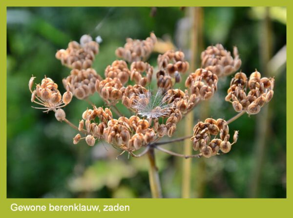 Berenklauw zaden - Afbeelding 2