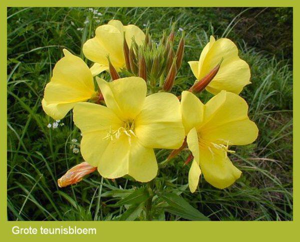 Teunisbloem zaden