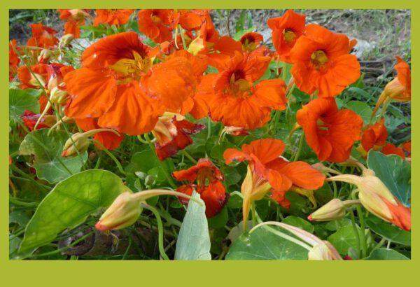Oost-Indische kers zaden