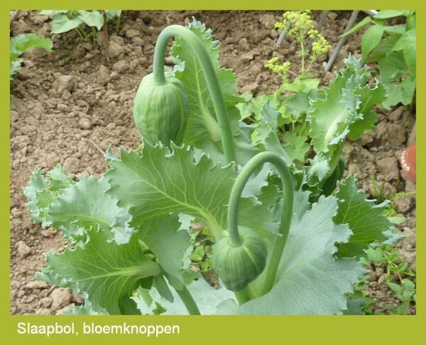 Slaapbol - papaver zaden - Afbeelding 3