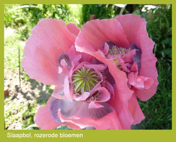 Slaapbol - papaver zaden