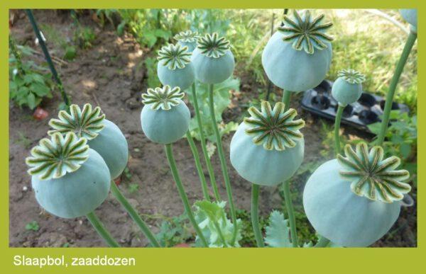 Slaapbol - papaver zaden - Afbeelding 2