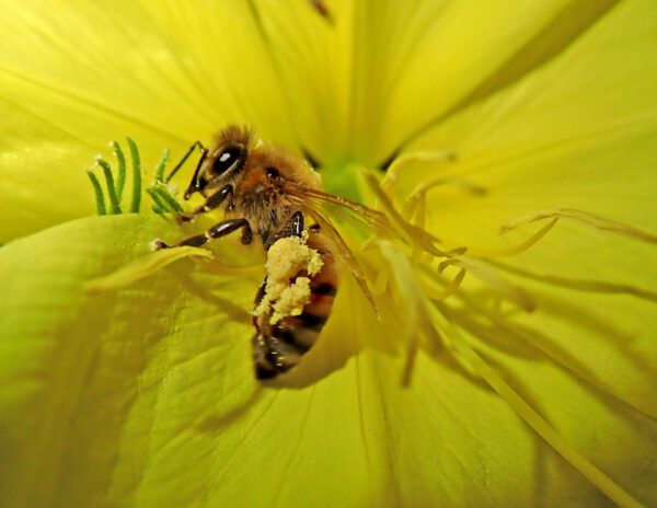 Teunisbloem zaden - Afbeelding 3