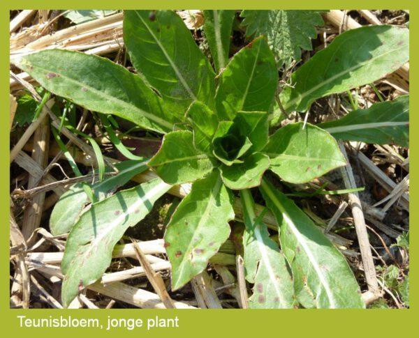 Teunisbloem zaden - Afbeelding 2