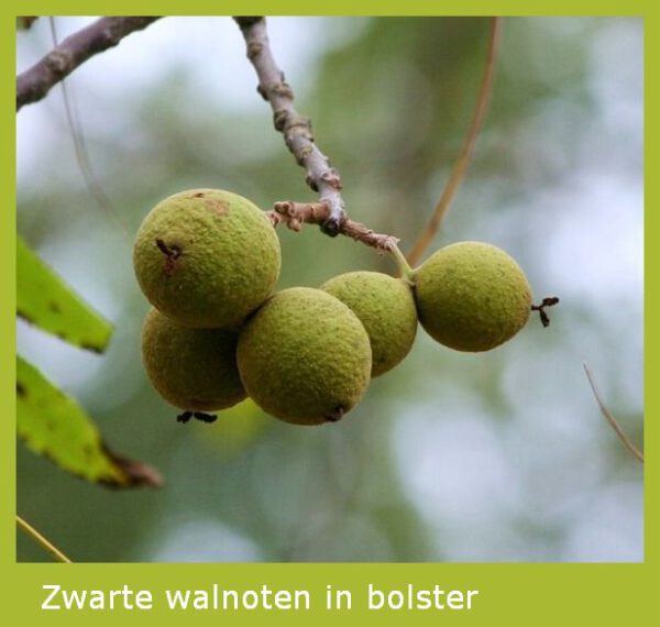 Zwarte walnoot  tinctuur - Afbeelding 2