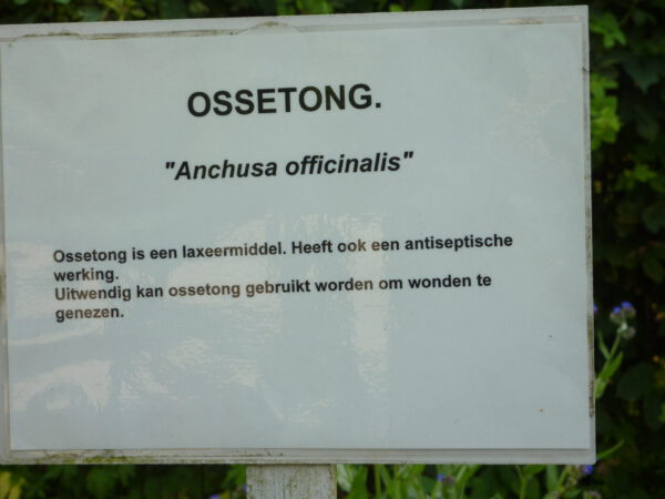Ossentong (gewone) zaden - Afbeelding 2